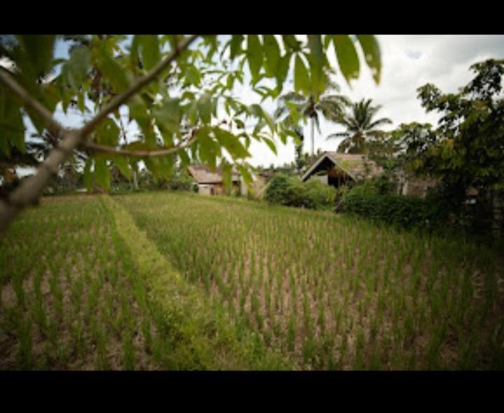 Citra Homestay Tetebatu Kültér fotó