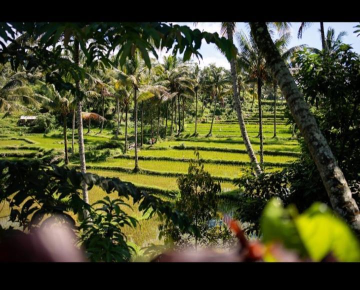 Citra Homestay Tetebatu Kültér fotó